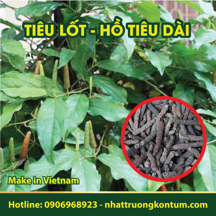 Tiêu Lốt - Tiêu Lốp - Hồ Tiêu Dài - Tiêu Dài - Tiêu Lá Tím - Piper longum Vietnam- Hũ 100g