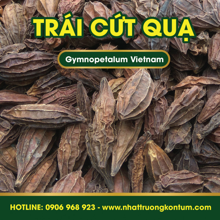 Trái Cứt Quạ - Khổ Qua Rừng - Khổ Qua Thóc - Gymnopetalum Vietnam - Túi 1kg