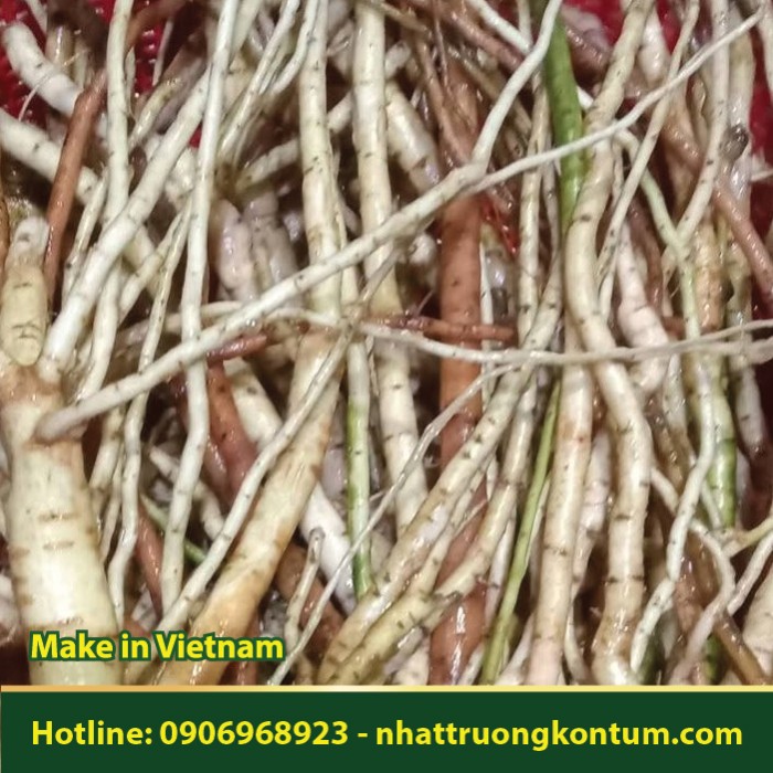 Cây Vông Vang - Abelmoschus moschatus - Túi 1kg