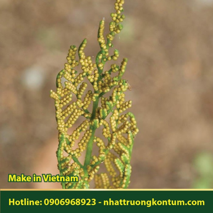Âm Địa Quyết - Botrychium ternatum - Túi 1kg