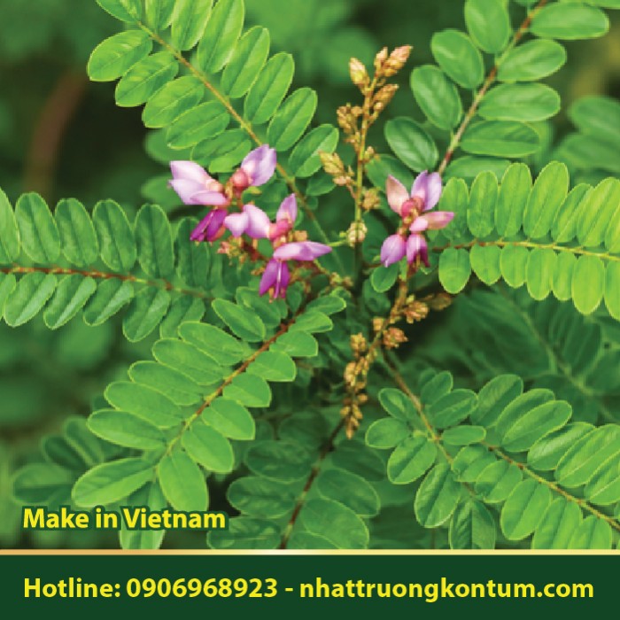 Bạch Chỉ Nam - Millettia pulchra - Túi 1kg