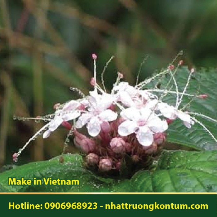 Bạch Đồng Nữ - Clerodendrum chinense - Túi 1kg