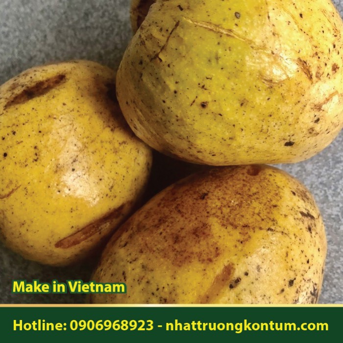 Bình Bát - Annona reticulata - Túi 1kg