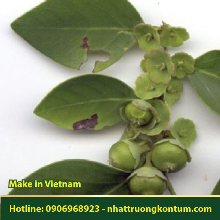 Bồ Cu Vẽ - Breynia fruticosa - Túi 1kg