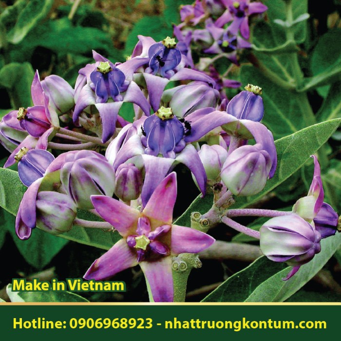 Cây Bồng Bồng - Calotropis gigantea - Túi 1kg