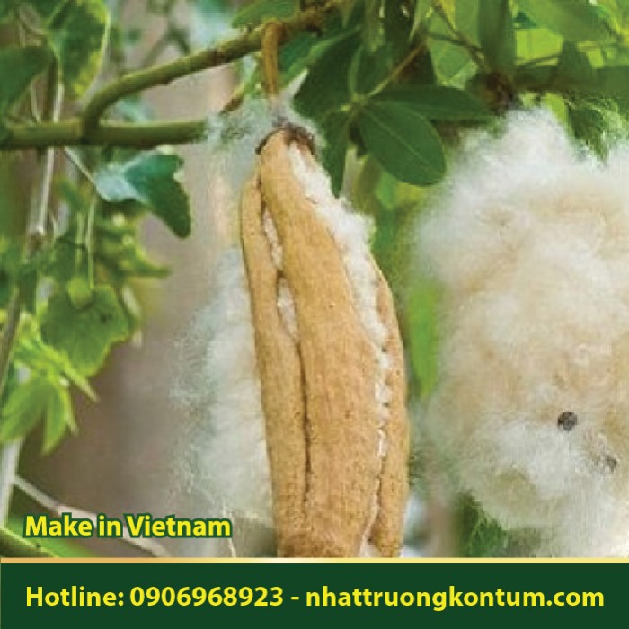 Bông Gòn - Ceiba pentandra - Túi 1kg