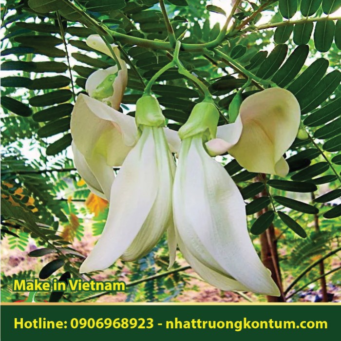 Bông So Đũa - Sesbania grandiflora - Túi 1kg