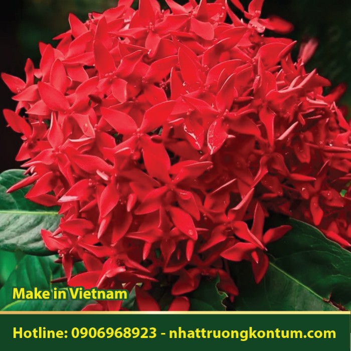 Cây Bông Trang - Ixora coccinea - Túi 1kg