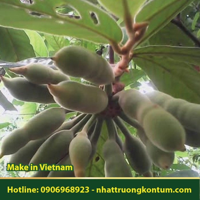 Bù Dẻ Tía - Uvaria grandiflora - Túi 1kg