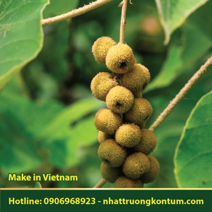 Cây Bùng Bục - Mallotus barbatus - Túi 1kg
