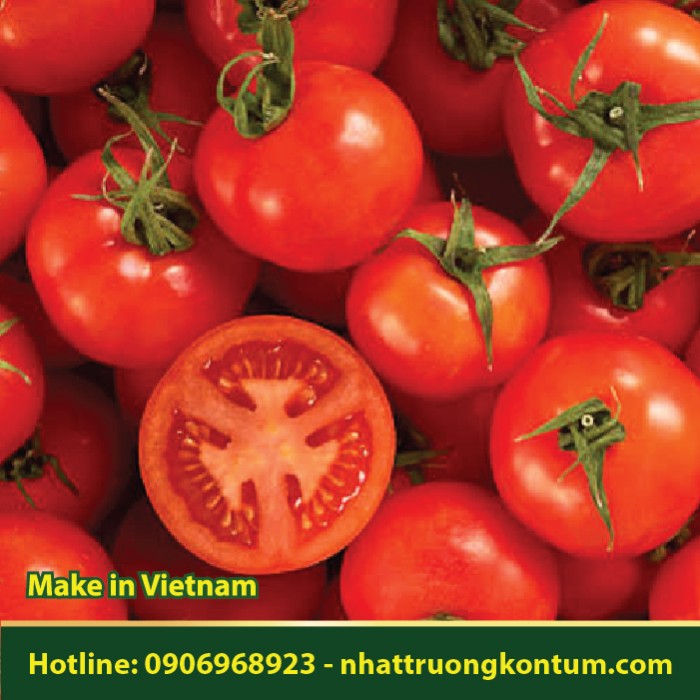 Cà Chua - Solanum lycopersicum - Túi 1kg