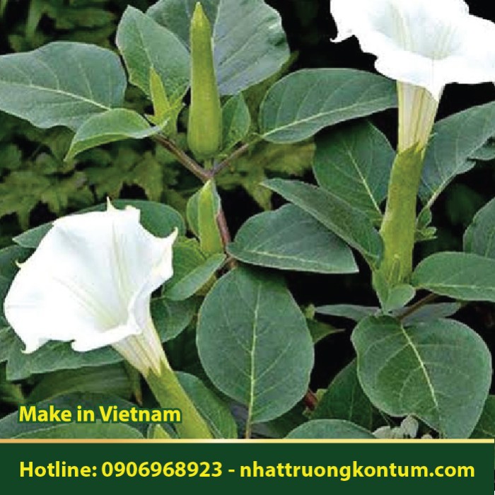 Cà Độc Dược - Datura metel - Túi 1kg