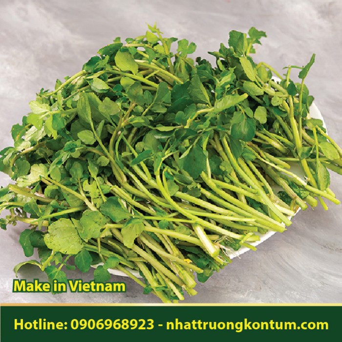 Cải Xoong - Nasturtium officinale - Túi 1kg