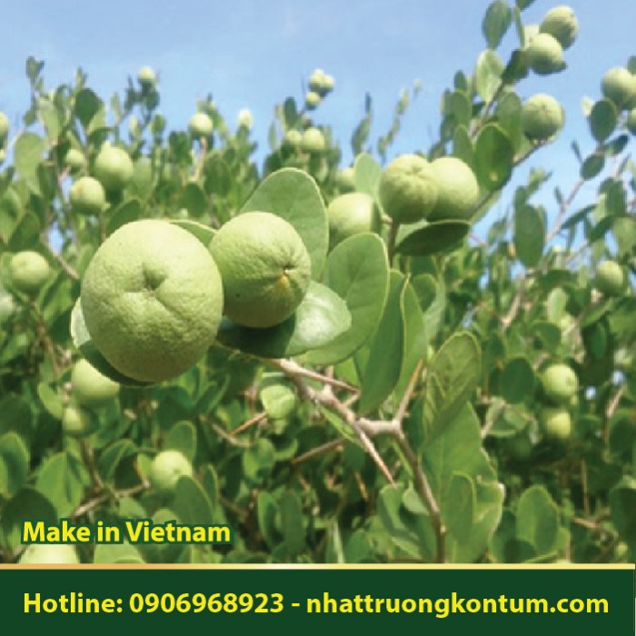 Cam Đường Biển - Đa Tử Biển - Limnocitrus littoralis - Túi 1kg