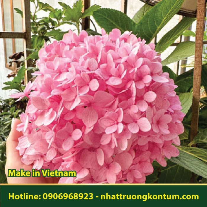Cẩm Tú Cầu - Hydrangea macrophylla - Túi 1kg