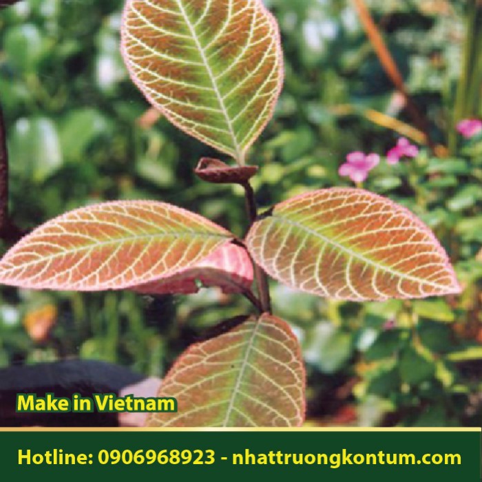 Cây Khôi Nhung - Ardisia silvestris - Túi 1kg