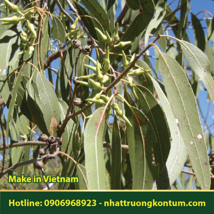 Bạch Đàn - Eucalyptus globulus - Túi 1kg