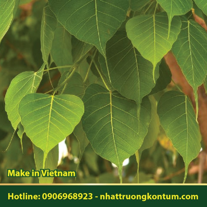 Cây Bồ Đề - Ficus religiosa - Túi 1kg