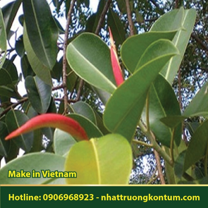 Cây Đa Cổ Thụ - Ficus benghalensis - Túi 1kg