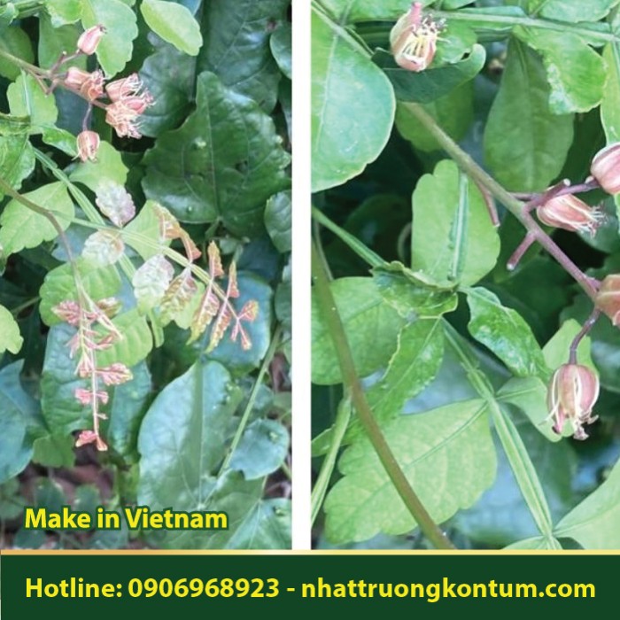 Cây Đa Đa - Harrisonia perforata - Túi 1kg
