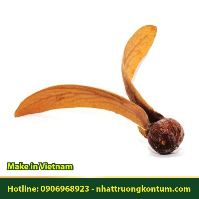 Quả Cây Dầu Rái - Dipterocarpus alatus Seed - Túi 1kg
