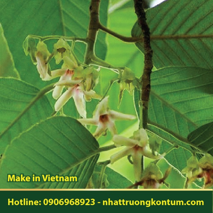 Cây Dầu Rái - Dipterocarpus alatus - Túi 1kg