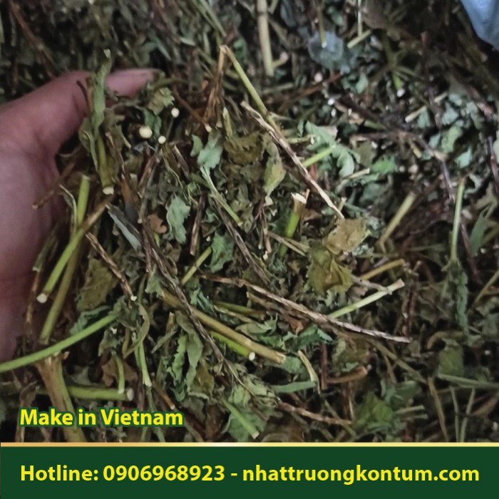 Cây Đuôi Chuột - Stachytarpheta jamaicensis - Túi 1kg