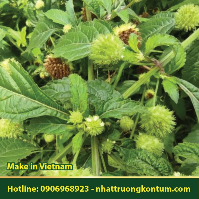 Cây É Dùi Trống - Hyptis brevipes -  Túi 1kg