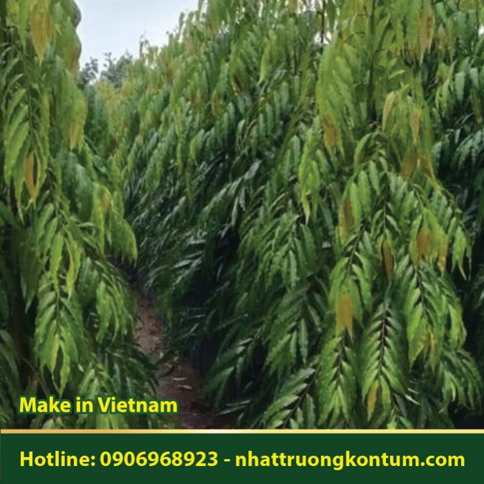 Cây Hoàng Nam - Monoon longifolium - Túi 1kg