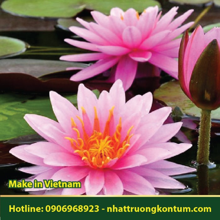 Cây Hoa Súng - Nymphaea stellata - Túi 1kg