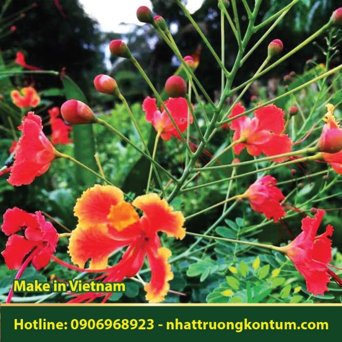 Cây Kim Phượng  - Caesalpinia pulcherrima - Túi 1kg