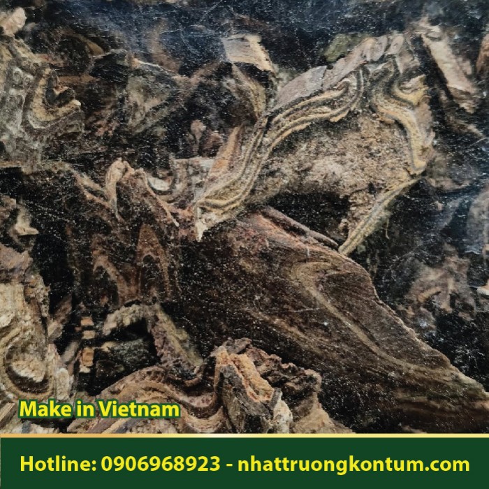 Cây Long Cốt Phong - Alsophila spinulosa - Túi 1kg