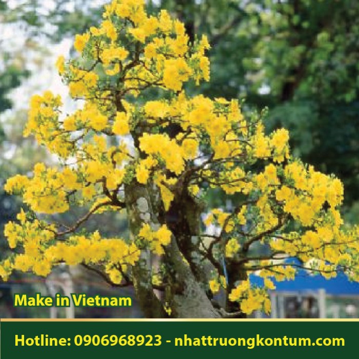 Cây Mai Vàng - Ochna integerrima - Túi 1kg