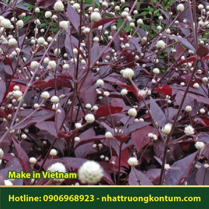 Cây Mắt Nai - Alternanthera dentata - Túi 1kg