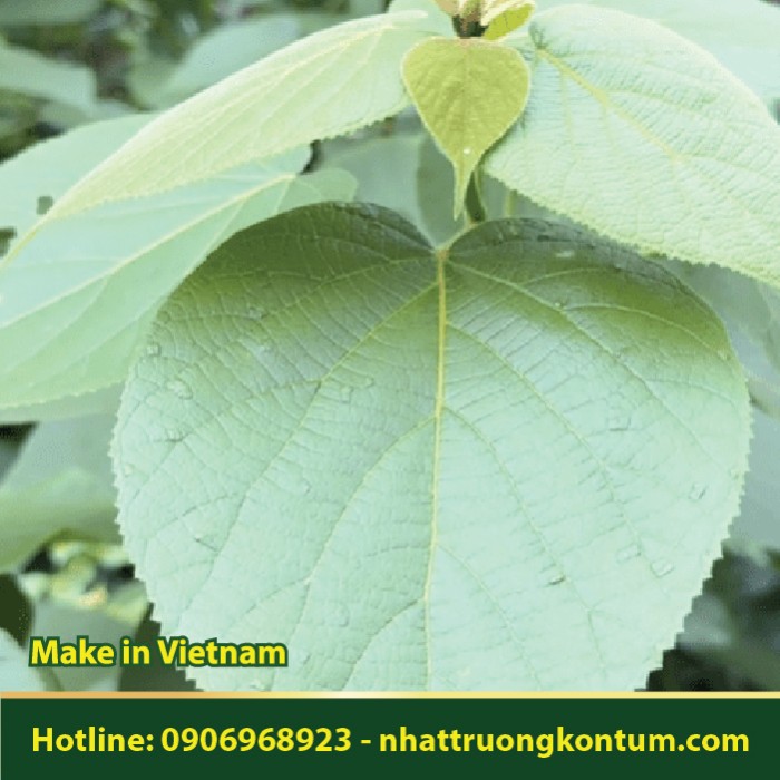 Cây Mẹ Thuốc - Cách Lông Vàng - Premna fulva - Túi 1kg