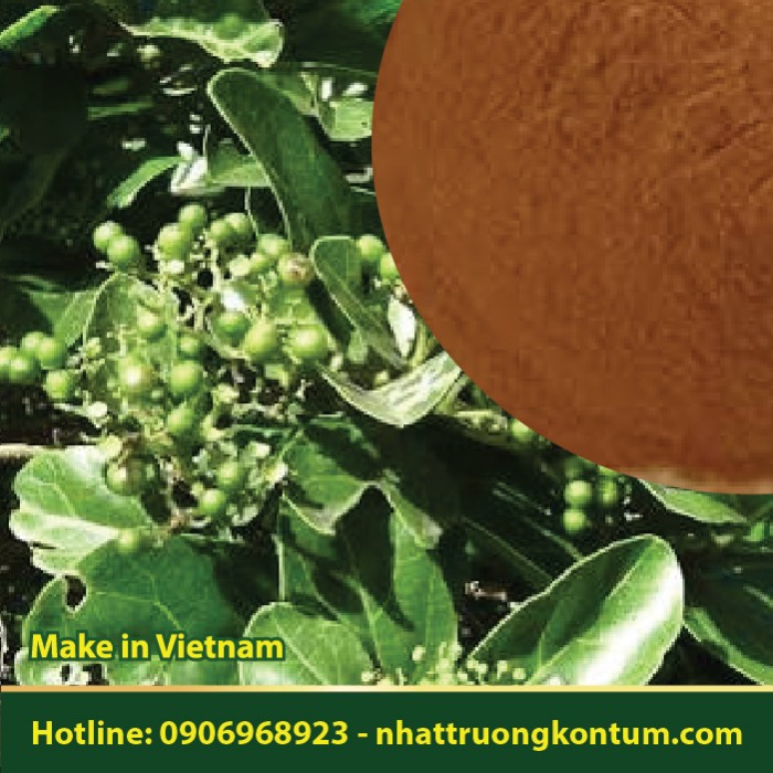Bột Cây Mẹ Thuốc - Cách Lông Vàng - Premna fulva Powder - Túi 1kg