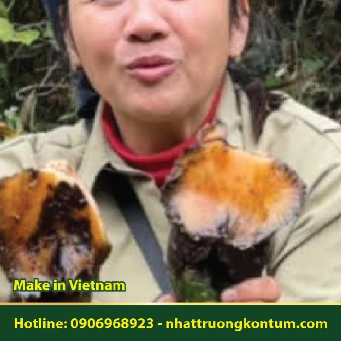 Cây Móng Ngựa - Củ Móng Ngựa - Angiopteris evecta - Túi 1kg