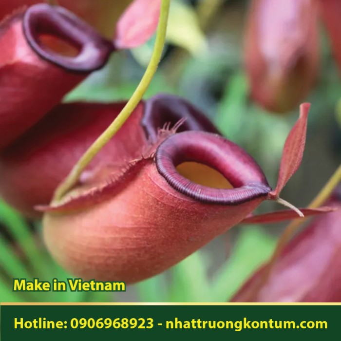 Cây Nắp Ấm - Nepenthes mirabilis - Túi 1kg