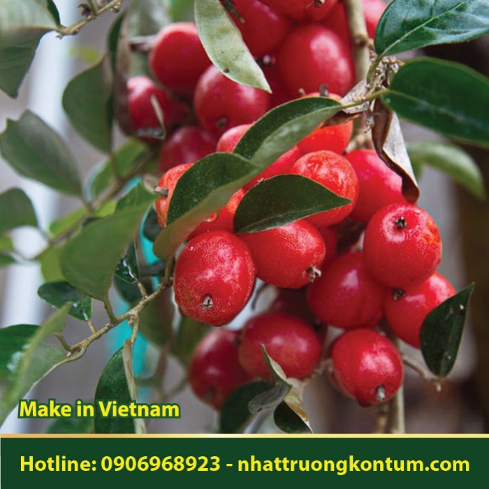Cây Nhót - Elaeagnus latifolia - Túi 1kg