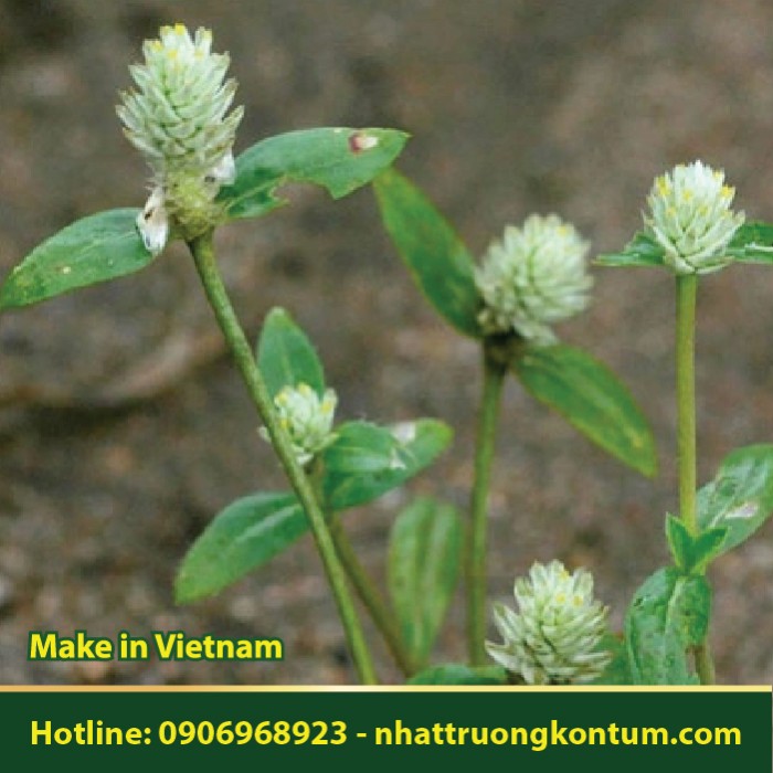 Cây Nở Ngày Đất - Gomphrena celosioides - Túi 1kg