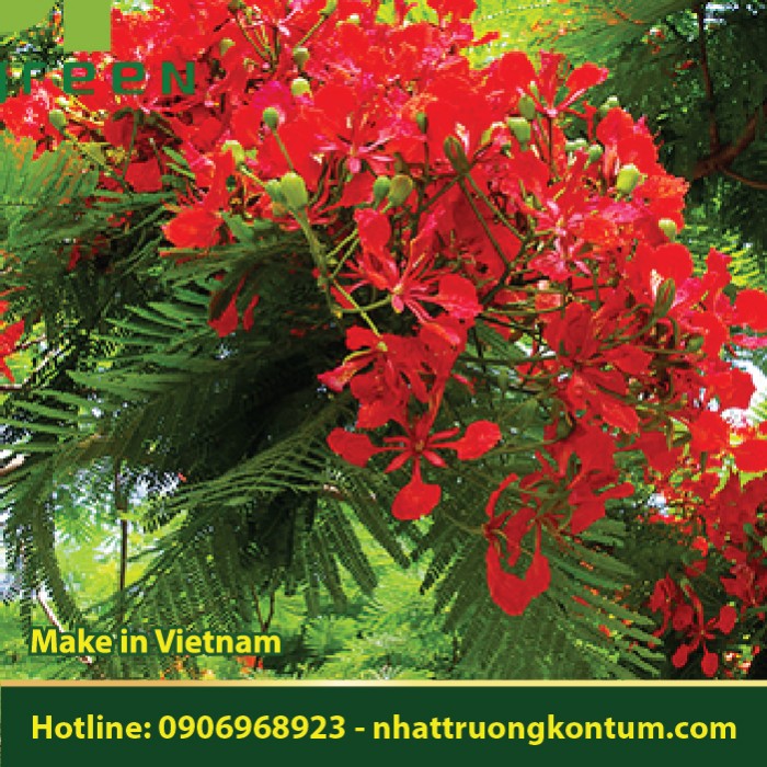 Cây Phượng Vĩ - Delonix regia - Túi 1kg