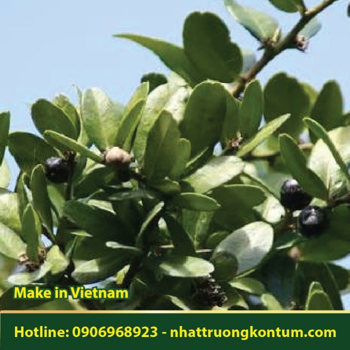 Cây Quýt Gai - Atalantia buxifolia - Túi 1kg