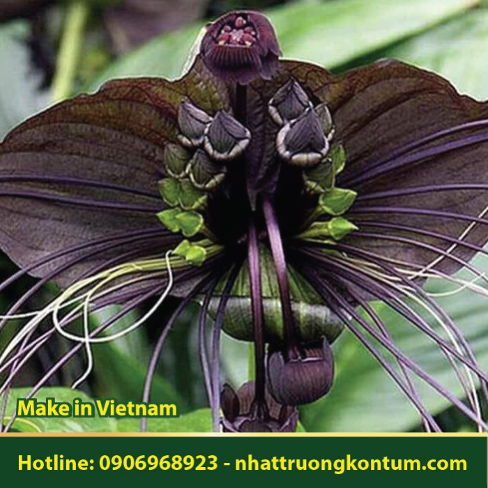 Cây Rau Hùm - Tacca chantrieri - Túi 1kg
