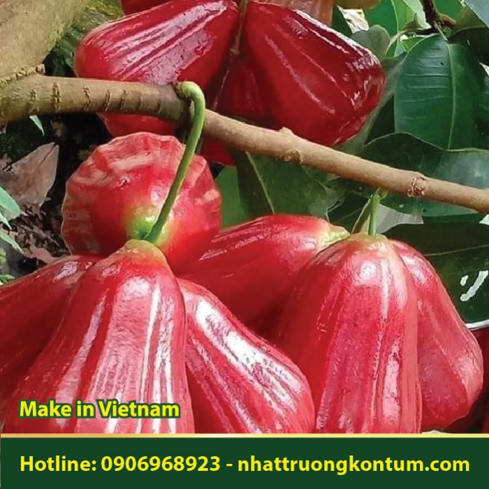 Cây Roi Mận Nam - Syzygium samarangense - Túi 1kg