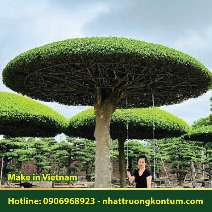 Cây Sanh - Ficus benjamina - Túi 1kg