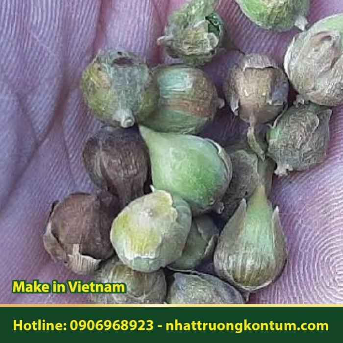 Quả Cây Sao Đen - Hopea odorata Seeds - Túi 1kg