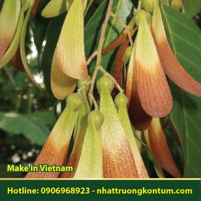 Cây Sao Đen - Hopea odorata - Túi 1kg