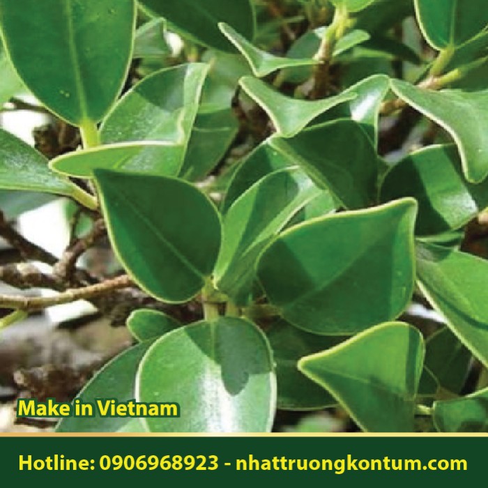Cây Si - Ficus microcarpa - Túi 1kg
