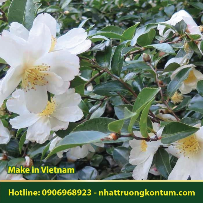 Cây Sở - Camellia oleifera - Túi 1kg
