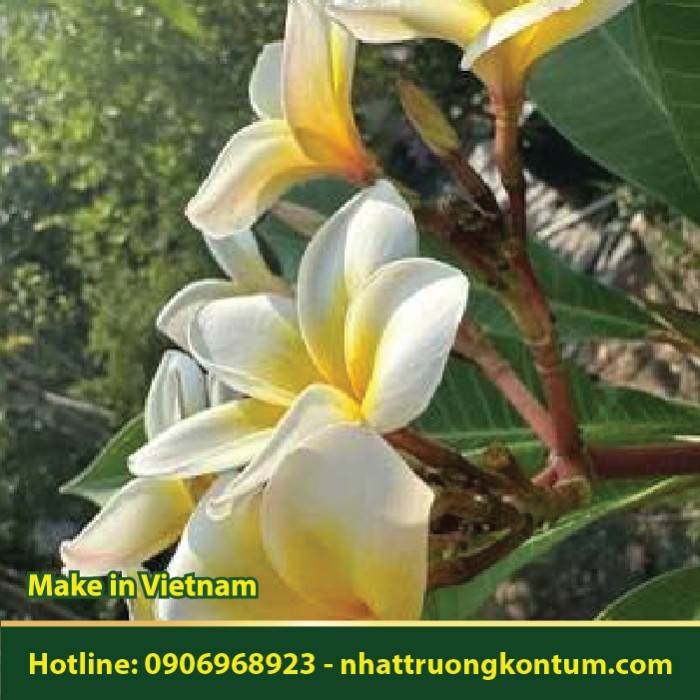 Cây Hoa Sứ - Cây Đại - Plumeria rubra - Túi 1kg